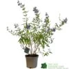 Caryopteris X Clandonensis 'Kew Blue' 3Ltr Pot -Hozelock Sales Store 5019756141337