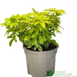 Choisya Ternata 'Sundance' Mexican Orange Blossom Plant 3Ltr Pot
