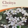 Choisya Ternata Mexican Orange Blossom Plant 3Ltr Pot -Hozelock Sales Store 5019756149944