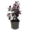 Cotinus 'Royal Purple' Smoke Tree 3 Ltr Pot -Hozelock Sales Store 5019756160697