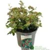 Cotoneaster Franchetii 3Ltr Pot -Hozelock Sales Store 5019756161250 4ddea0b2 09ed 444b ad62 aae6ee9a3da9