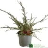 Cotoneaster Horizontalis Plant 3Ltr Pot 1 Cotoneaster Horizontalis Plant 3Ltr Pot -Hozelock Sales Store 5019756161533