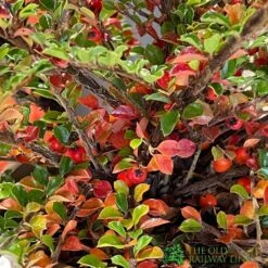 Cotoneaster Horizontalis Plant 3Ltr Pot 7 Cotoneaster Horizontalis Plant 3Ltr Pot -Hozelock Sales Store 5019756161533 3