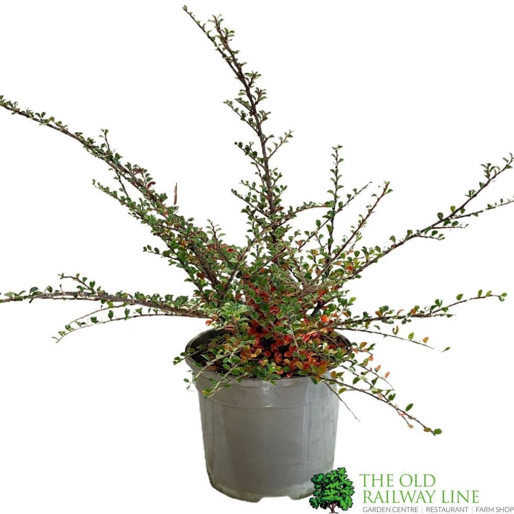 Cotoneaster Horizontalis Plant 3Ltr Pot 3 Cotoneaster Horizontalis Plant 3Ltr Pot