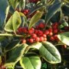 Ilex 'Golden King' Holly Plant 3Ltr Pot -Hozelock Sales Store 5019756201833