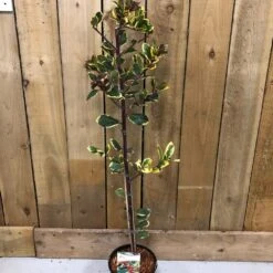 Ilex 'Golden King' Holly Plant 3Ltr Pot -Hozelock Sales Store 5019756201833 2