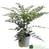 Mahonia 'Charity' Plant 3Ltr Pot -Hozelock Sales Store 5019756219425