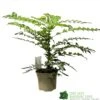 Mahonia 'Winter Sun' Plant 3Ltr Pot -Hozelock Sales Store 5019756219593