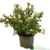 Potentilla Fruticosa 'Abbotswood' Shrubby Cinquefoil 3Ltr Pot 1 Potentilla Fruticosa 'Abbotswood' Shrubby Cinquefoil 3Ltr Pot -Hozelock Sales Store 5019756242195