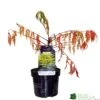 Rhus Typhina 'Tiger Eyes' 3Ltr Pot (NL) -Hozelock Sales Store 5019756405453