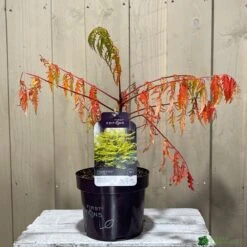 Rhus Typhina 'Tiger Eyes' 3Ltr Pot (NL) -Hozelock Sales Store 5019756405453 2