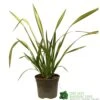 Phormium 'Yellow Wave' Flax 3Ltr Pot 2 Phormium 'Yellow Wave' Flax 3Ltr Pot -Hozelock Sales Store 5019756541298