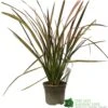 Phormium 'Jester' Flax 3Ltr Pot 1 Phormium 'Jester' Flax 3Ltr Pot -Hozelock Sales Store 5019756670905
