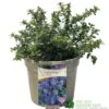 Ceanothus 'Blue Mound' Californian Lilac 3Ltr Pot 2 Ceanothus 'Blue Mound' Californian Lilac 3Ltr Pot -Hozelock Sales Store 5019756678222 a8b772e1 2401 4a7b 840f 47ad9ae8e739