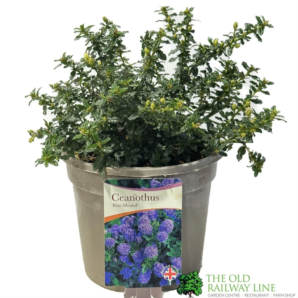 Ceanothus 'Blue Mound' Californian Lilac 3Ltr Pot 3 Ceanothus 'Blue Mound' Californian Lilac 3Ltr Pot