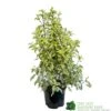 Pittosporum 'Golden King' 3Ltr -Hozelock Sales Store 5019756752007