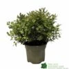 Pittosporum 'Tom Thumb' Plant 3Ltr Pot -Hozelock Sales Store 5019756822137 35b559fe 72e0 46ed 94c0 6360db5d86ae