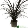 Phormium 'Platts Black' Flax 3Ltr Pot -Hozelock Sales Store 5019756893489