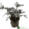 Sambucus Nigra 'Black Lace' Plant 3Ltr -Hozelock Sales Store 5019756992175