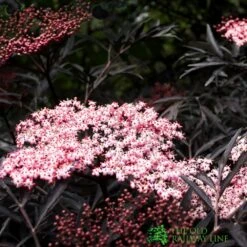Sambucus Nigra 'Black Lace' Plant 3Ltr 5 Sambucus Nigra 'Black Lace' Plant 3Ltr -Hozelock Sales Store 5019756992175 2