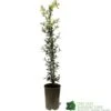 Ceanothus 'Lemon And Lime' Plant 3Ltr Pot -Hozelock Sales Store 5019801003108