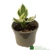 Hosta 'Patriot' Plant 2Ltr Pot 2 Hosta 'Patriot' Plant 2Ltr Pot -Hozelock Sales Store 5019801008288