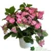 Hydrangea 'Cotton Candy' 5Ltr Pot 2 Hydrangea 'Cotton Candy' 5Ltr Pot -Hozelock Sales Store 5019801008738