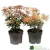 Pieris Assorted Variety 2Ltr Pot -Hozelock Sales Store 5019801010823 0f7d9657 0e89 4bfa b028 5b88f871dc4c