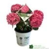 Hydrangea 'Sweet Cupcake' 5Ltr Pot -Hozelock Sales Store 5019801013367