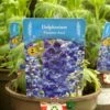 Delphinium Paramo 'Azul' 2Ltr Pot -Hozelock Sales Store 5019801015446 4639ca22 45e9 4f34 822b 627bc9604947