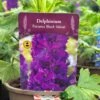 Delphinium Paramo 'Black Velvet' 2Ltr Pot 1 Delphinium Paramo 'Black Velvet' 2Ltr Pot -Hozelock Sales Store 5019801015453 08bfe61a 57d2 4899 b7f2 e12234142355