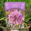 Allium 'Millennium' 2Ltr Pot -Hozelock Sales Store 5019801015712