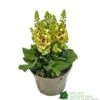 Verbascum 'Dark Eyes' 2Ltr Pot -Hozelock Sales Store 5019801016276 e86b8272 4345 4528 b36b 86e6bf8f97dd