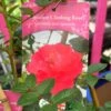 Red Miniature Climbing Rose 'Onwards & Upwards' 3Ltr Pot -Hozelock Sales Store 5019801016566