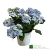 Hydrangea 'Blue Sprinkles' 5Ltr Pot -Hozelock Sales Store 5019801017266