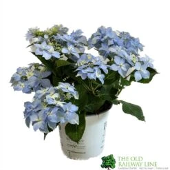 Hydrangea 'Blue Sprinkles' 5Ltr Pot