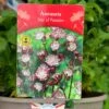 Astrantia 'Star Of Passion' 2Ltr Pot -Hozelock Sales Store 5019801017648