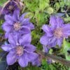 Clematis 'Bijou' Trailing/Climbing Plant 2 Ltr Pot 2 Clematis 'Bijou' Trailing/Climbing Plant 2 Ltr Pot -Hozelock Sales Store 5019801028361