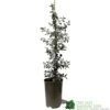 Ceanothus 'Silver Surprise' Plant 3Ltr Pot 1 Ceanothus 'Silver Surprise' Plant 3Ltr Pot -Hozelock Sales Store 5019801123035