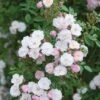 Pink Miniature Climbing Rose 'Little Rambler' 3Ltr Pot 1 Pink Miniature Climbing Rose 'Little Rambler' 3Ltr Pot -Hozelock Sales Store 5019801772035