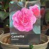 Camellia 'Debbie' 3Ltr Pot -Hozelock Sales Store 5019945010222