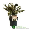 Ilex 'Casanova' 3Ltr Pot (NL) -Hozelock Sales Store 5019945014183