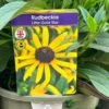 Rudbeckia 'Little Gold Star' 3Ltr Pot -Hozelock Sales Store 5019945067127 4bec35a9 3be6 4fdf 97a0 4664149f34d1