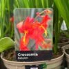 Crocosmia 'Babylon' 2Ltr Pot -Hozelock Sales Store 5019945222212 dc955142 08c0 4fec ba30 c1ba74787d10