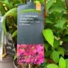 Hydrangea Paniculata 'Pinky Promise' 5Ltr Pot -Hozelock Sales Store 5019945243798