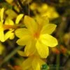 Jasminum Nudiflorum Winter Jasmine 3Ltr Pot -Hozelock Sales Store 5019945915718 e0249c4c 3ef9 434c bc60 4f76c6a7655b