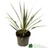 Cordyline Australis 'Sparkler' 2Ltr Pot -Hozelock Sales Store 5019945923324 947be49e 01a1 4c13 87e0 a29cf8292b1c
