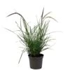 Pennisetum 'Sky Rocket' Grass 2 Ltr Pot -Hozelock Sales Store 5019945963016