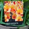 Alstroemeria 'Summer Breeze' Peruvian Lily 3Ltr Pot -Hozelock Sales Store 5019945985773 1961b098 bdaf 4be6 82f4 87771a5820c9