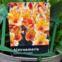 Alstroemeria 'Summer Breeze' Peruvian Lily 3Ltr Pot